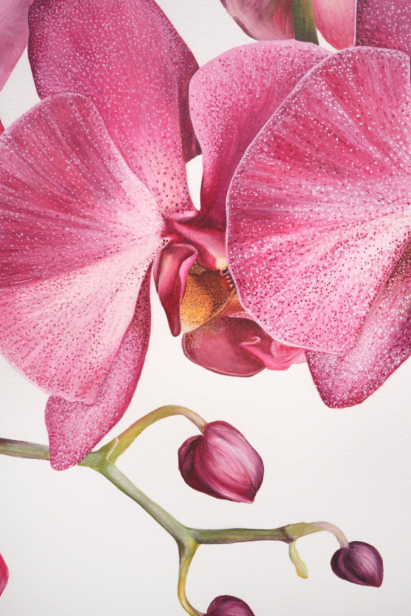 Orchid, Original Watercolour Painting