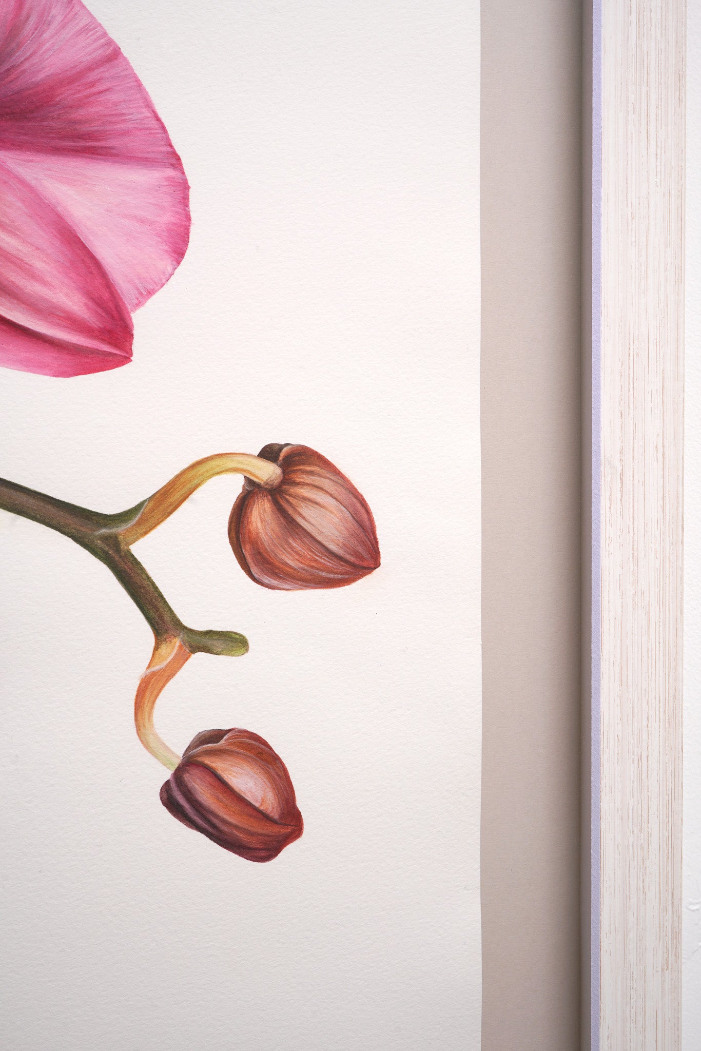Orchid, Original Watercolour Painting