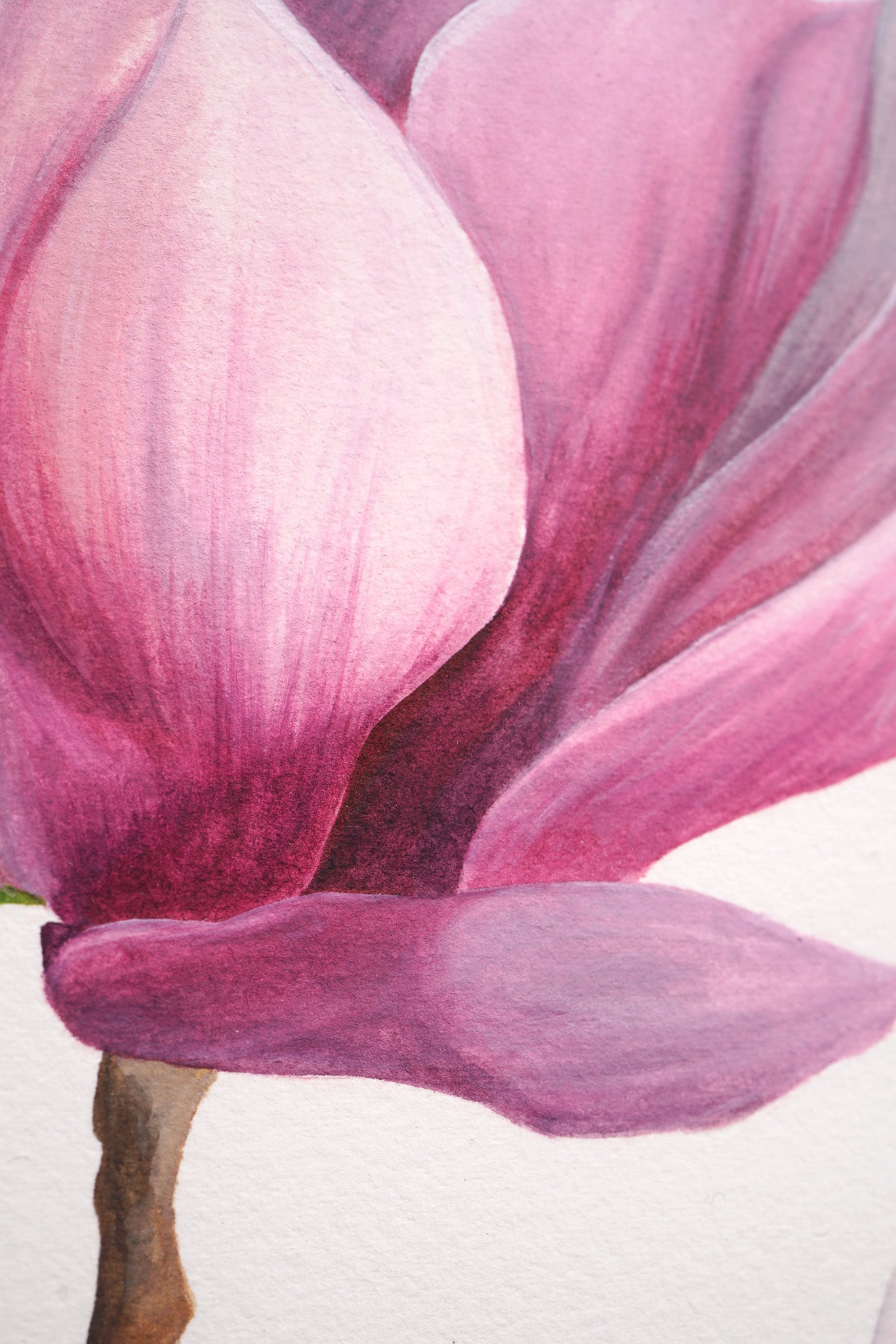 Magnolia, Limited Edition Botanical Watercolour Print