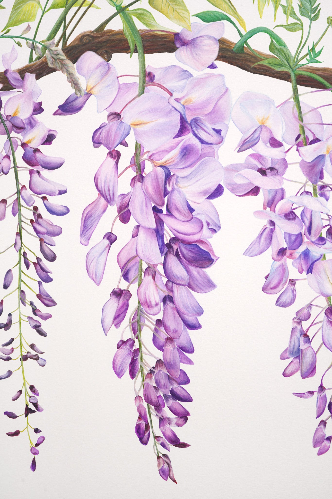 Wisteria, Original Watercolour Painting