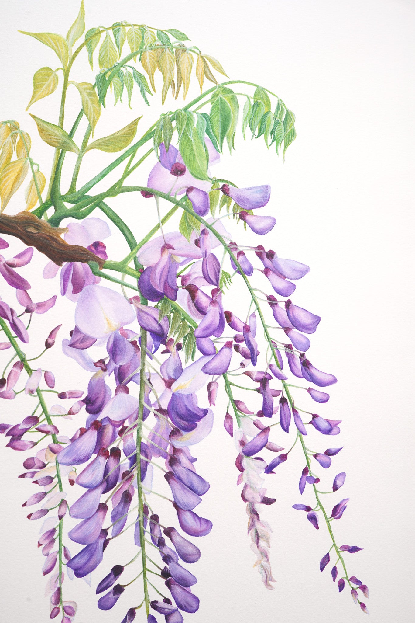 Wisteria, Original Watercolour Painting
