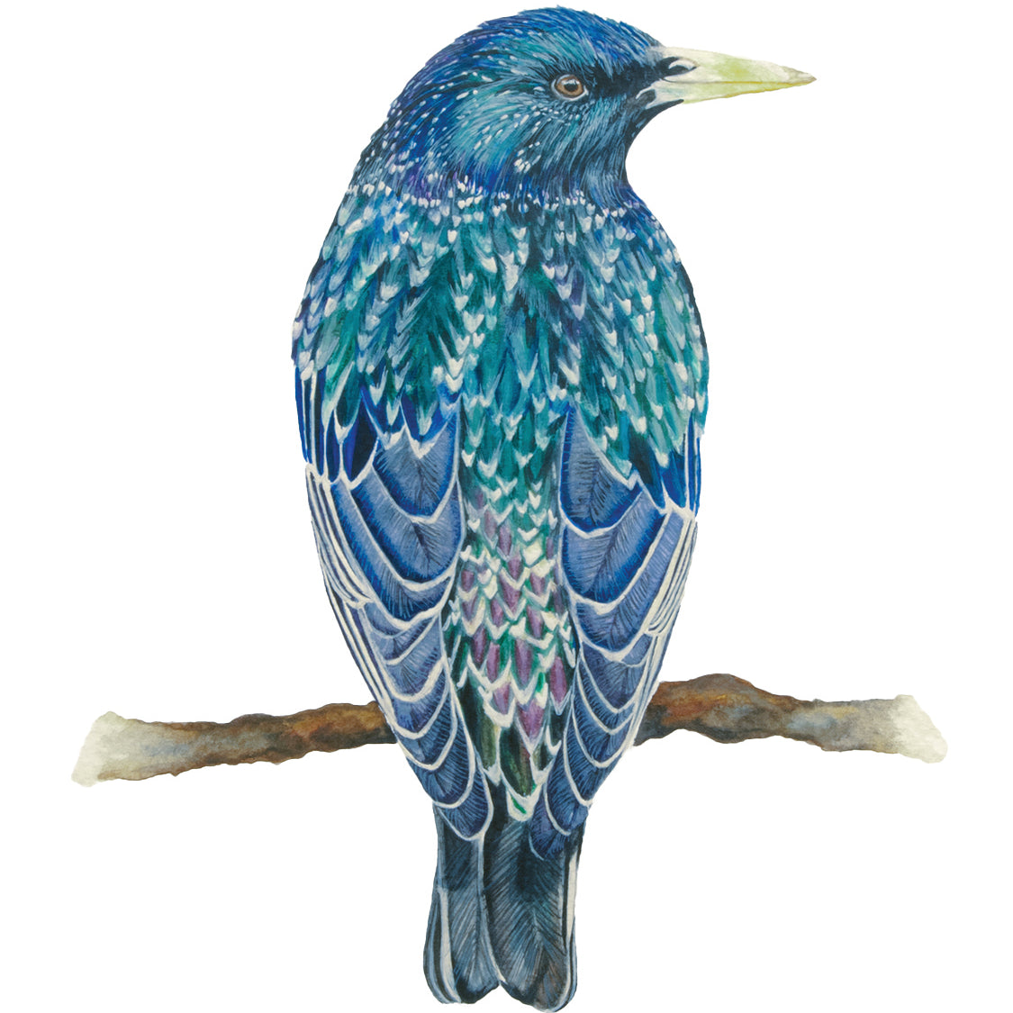 European Starling, Original Watercolour Painting