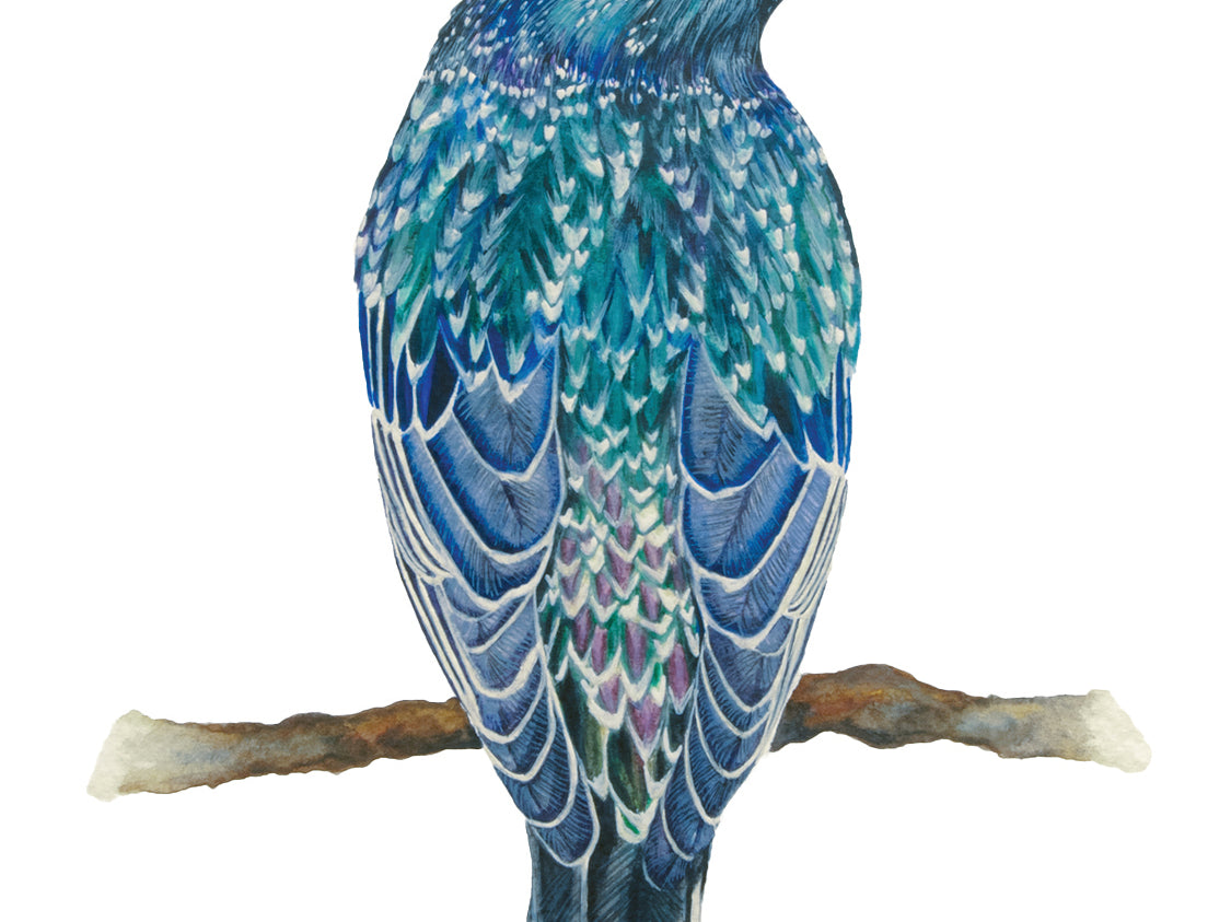 European Starling, Fine Art Watercolour Print