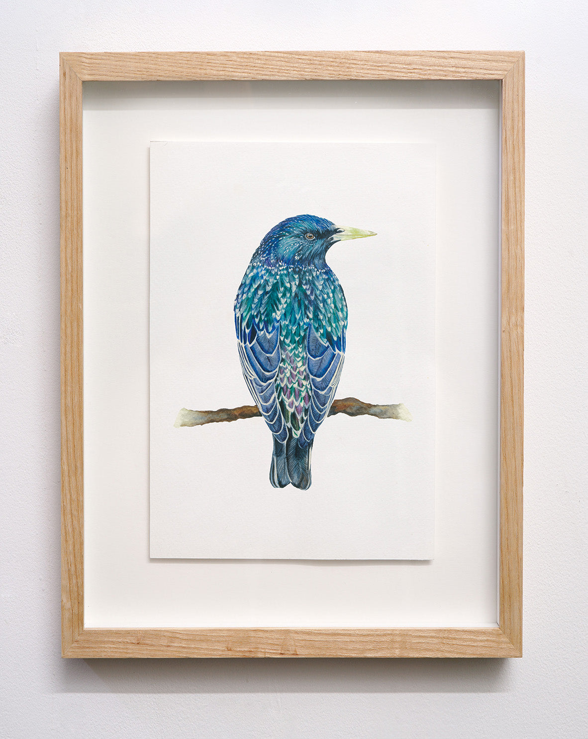 European Starling, Original Watercolour Painting