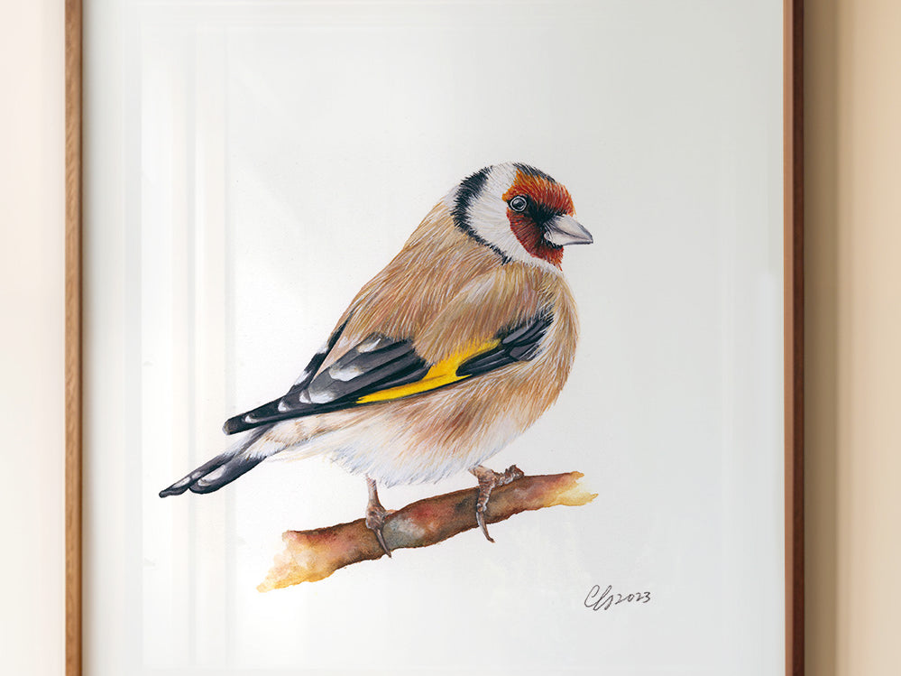 Goldfinch, Fine Art Watercolour Print