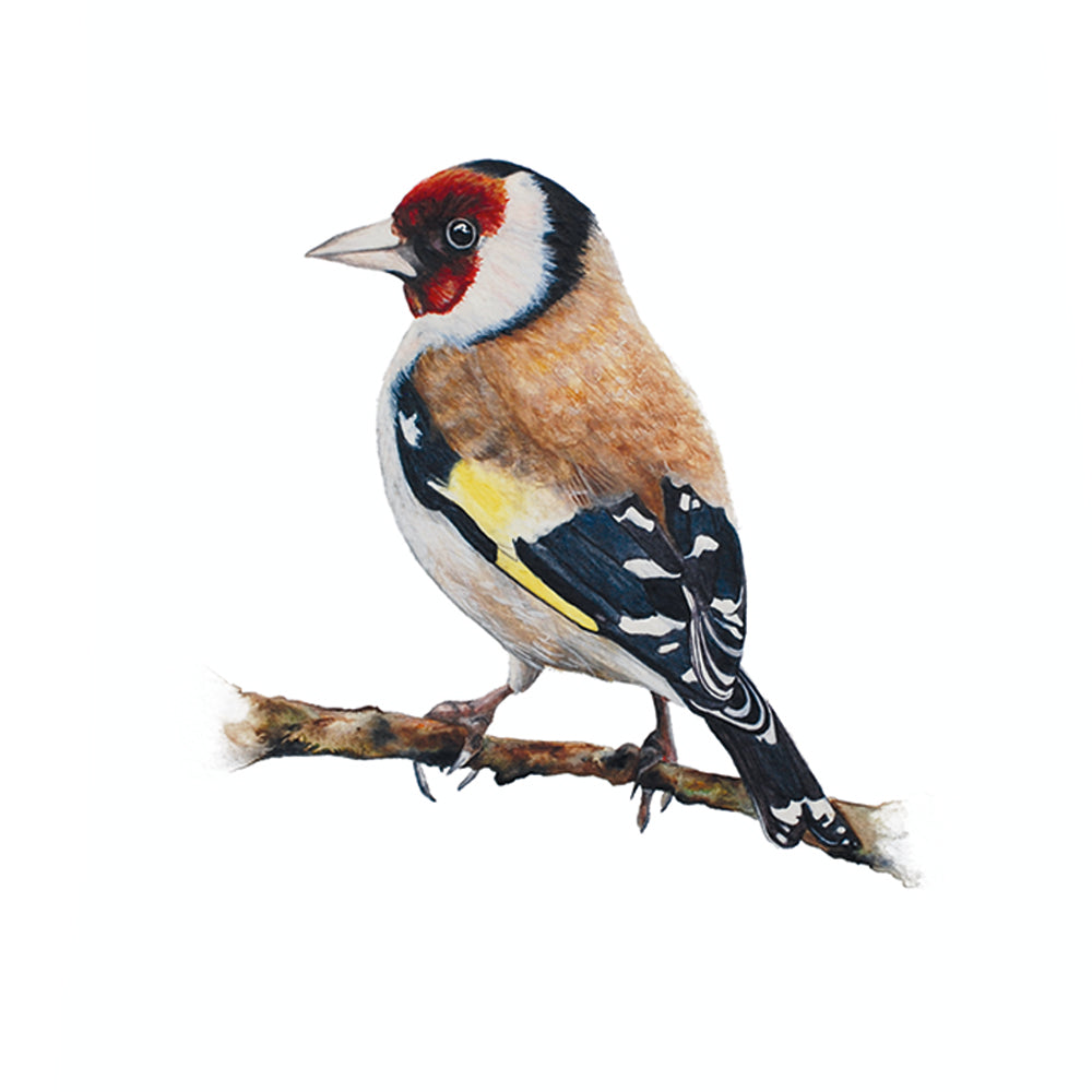 Little Goldfinch, Fine Art Watercolour Print
