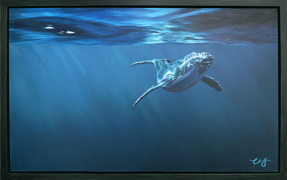 Curiosity, Original Whale Painting, Humpback Calf