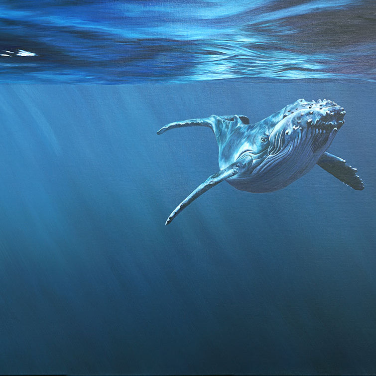Curiosity, Original Whale Painting, Humpback Calf