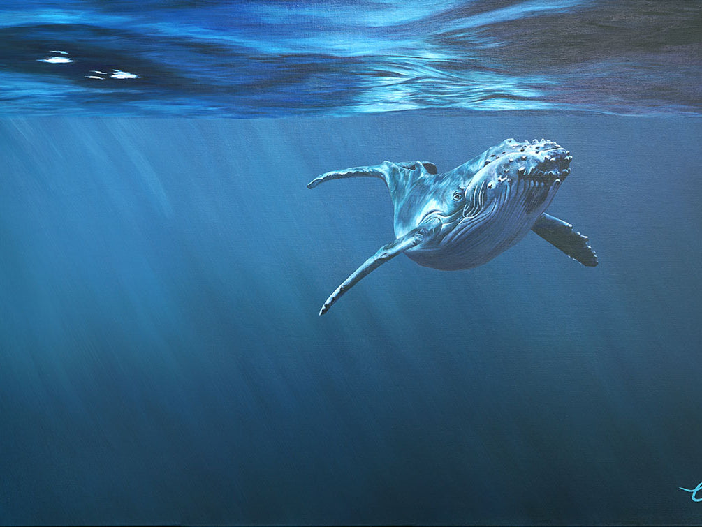 Curiosity, Original Whale Painting, Humpback Calf