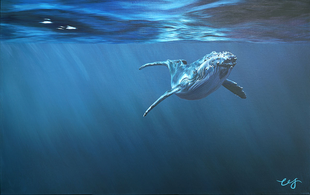 Curiosity, Original Whale Painting, Humpback Calf