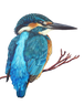 Kingfisher blank