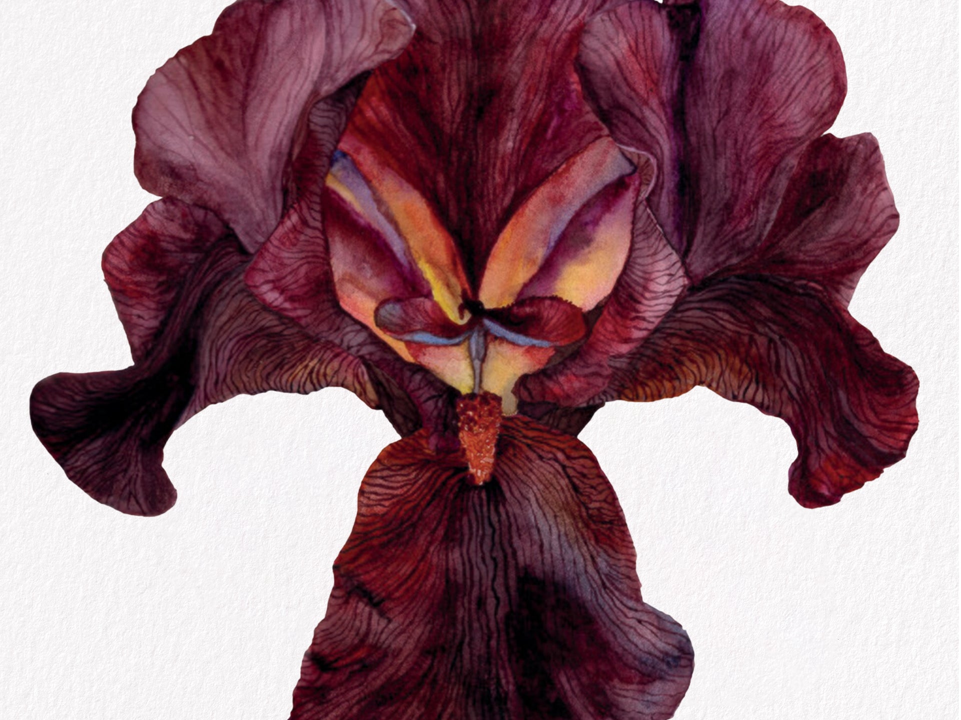 Iris Langport Wren, Fine Art Watercolour Print