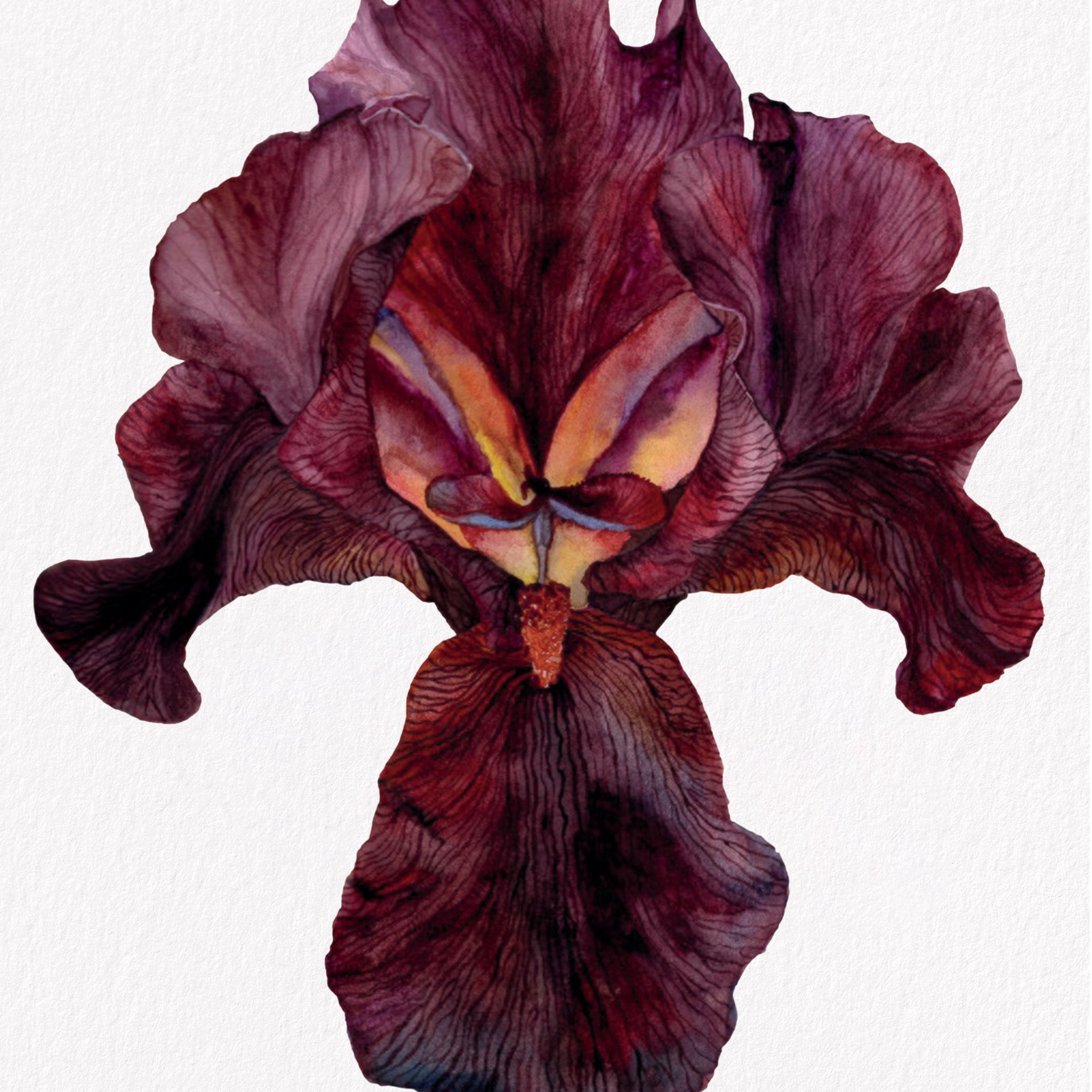 Iris Langport Wren, Fine Art Watercolour Print