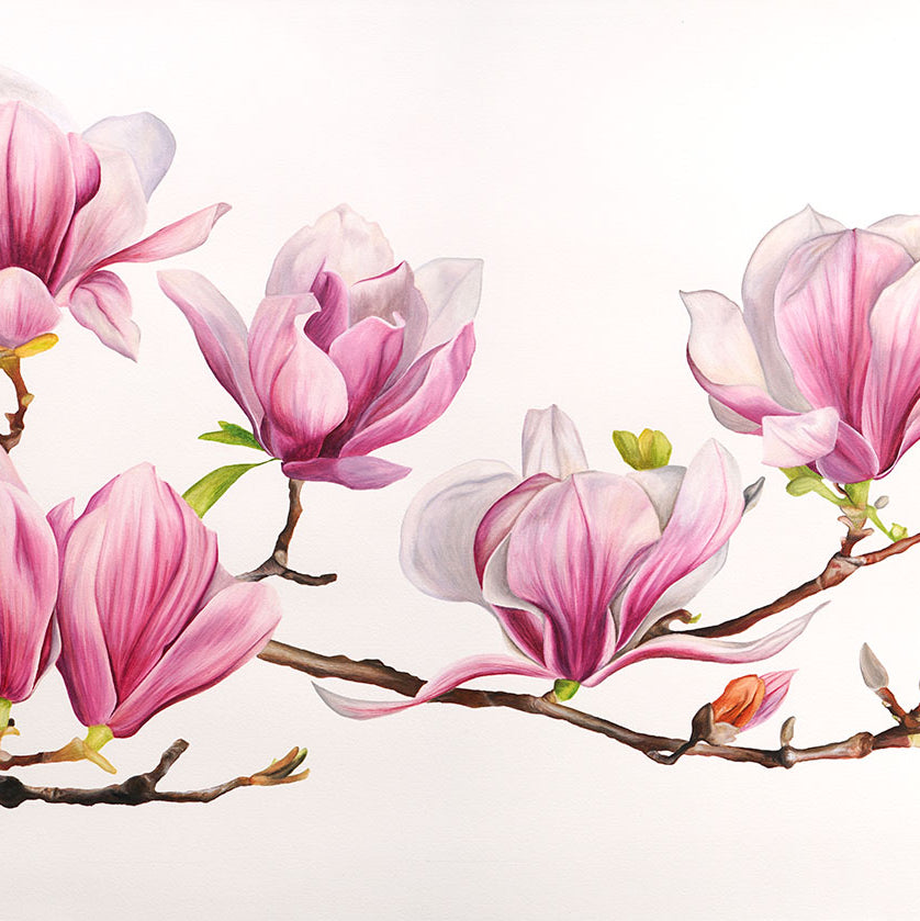 Magnolia, Limited Edition Botanical Watercolour Print