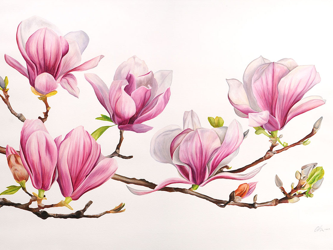Magnolia, Original Watercolour Painting