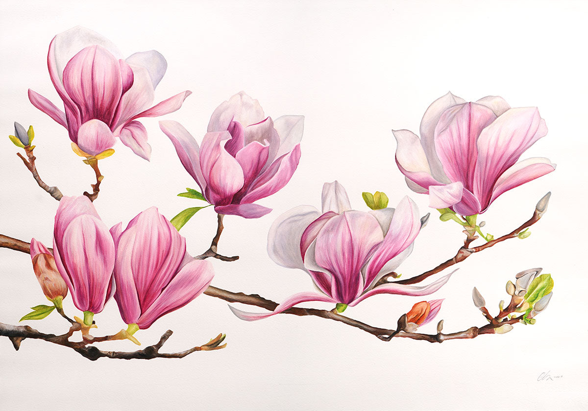Magnolia, Limited Edition Botanical Watercolour Print