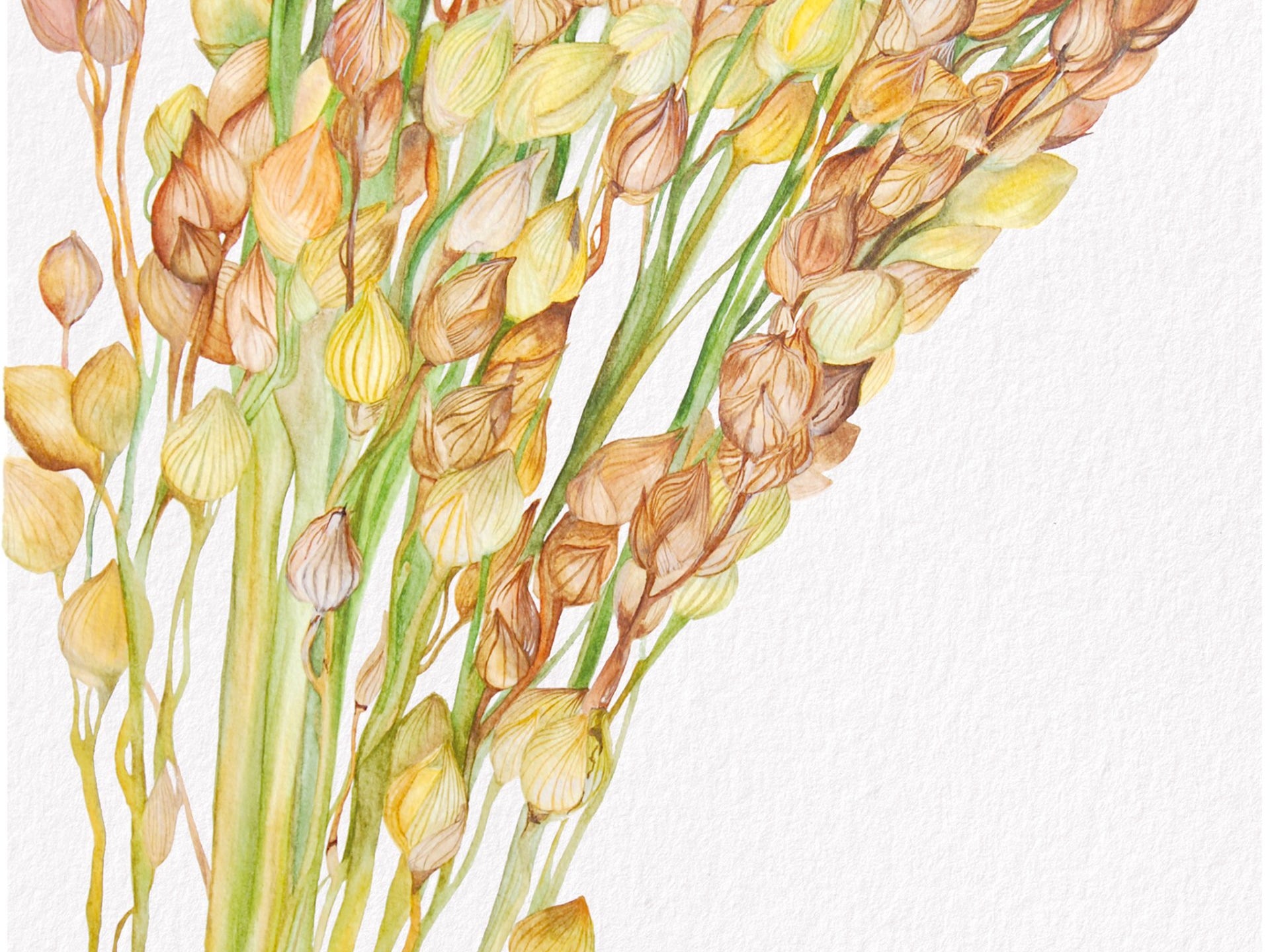 Millet, Fine Art Watercolour Print