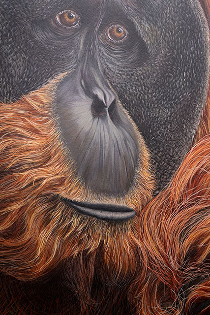 'Puluh' Pongo Abelii, Limited Edition Orangutang Print