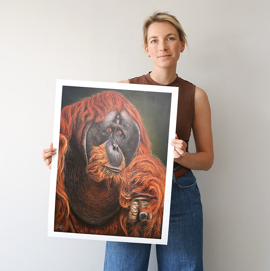 'Puluh' Pongo Abelii, Limited Edition Orangutang Print