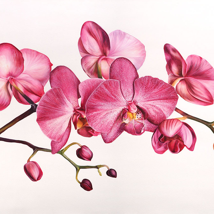 Orchid, Limited Edition Botanical Watercolour Print