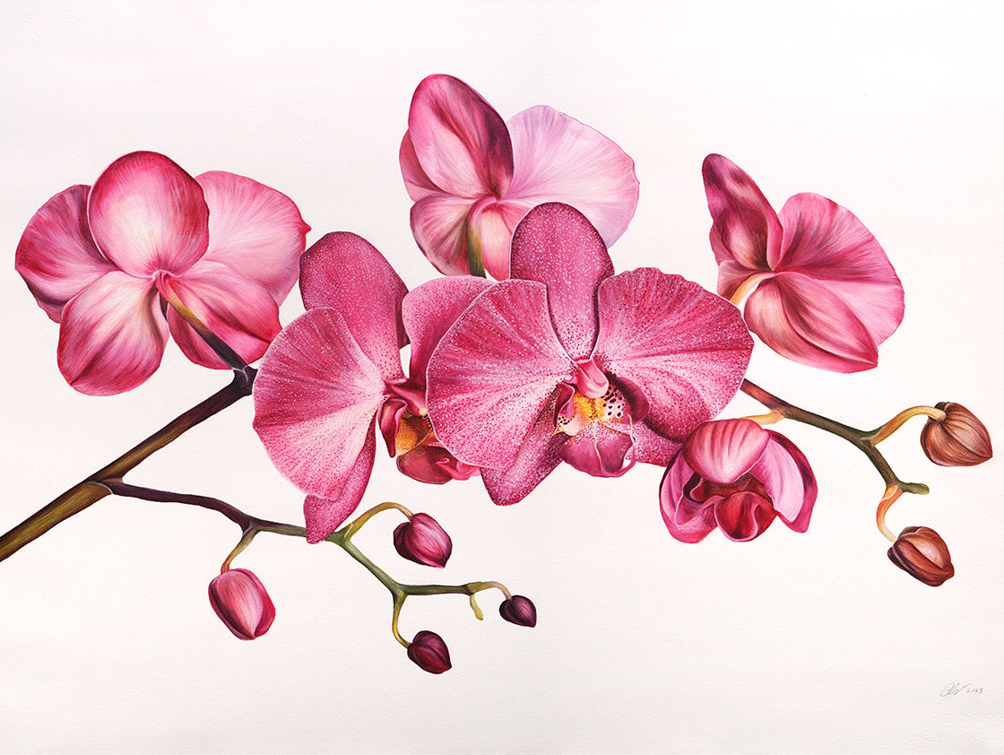 Orchid, Original Watercolour Painting