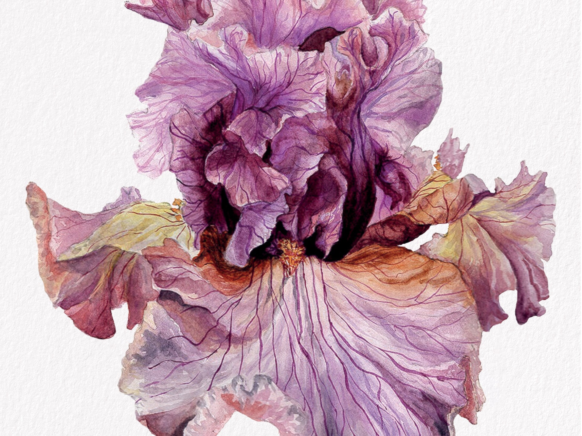 Iris Paris Fashion, Fine Art Watercolour Print