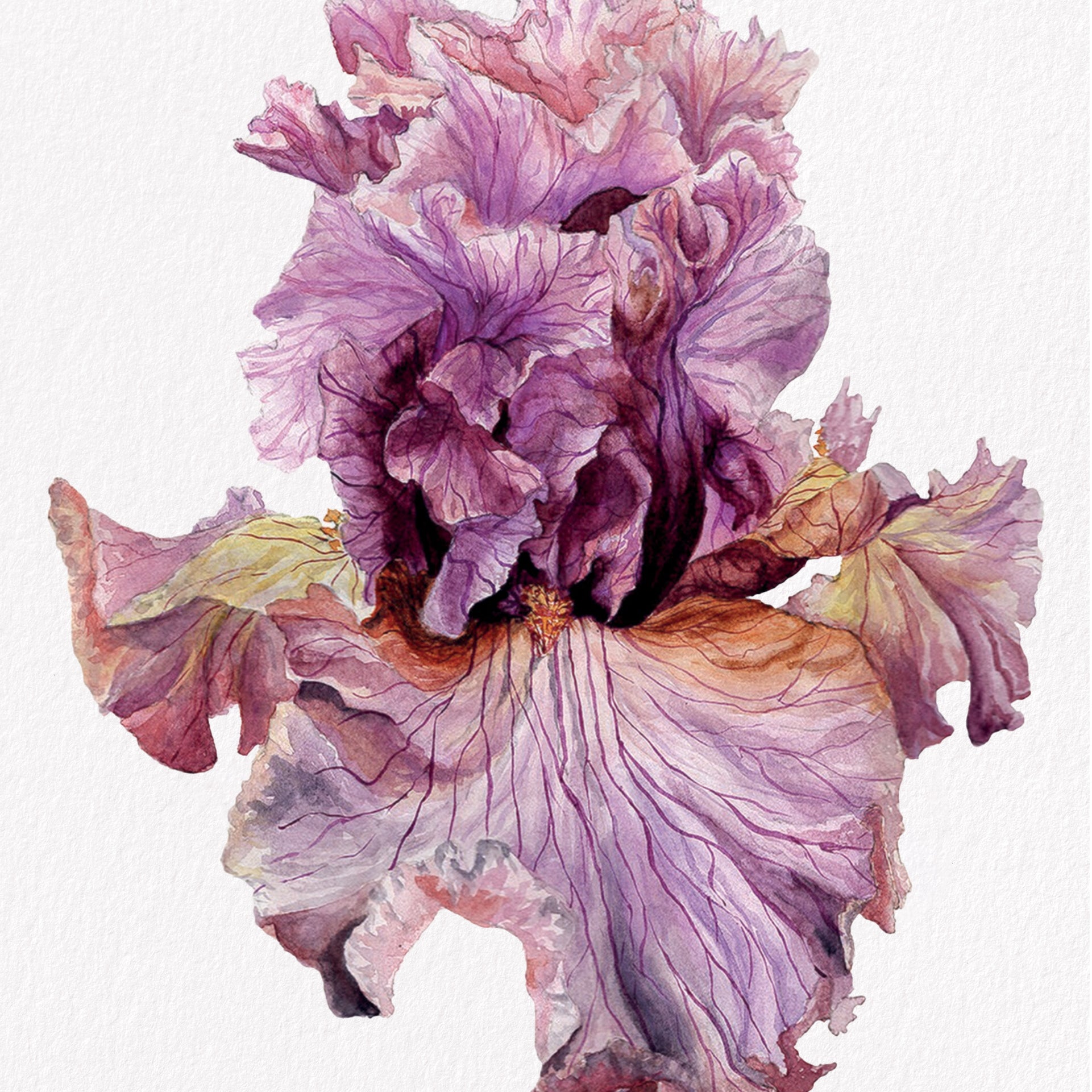 Iris Paris Fashion, Fine Art Watercolour Print