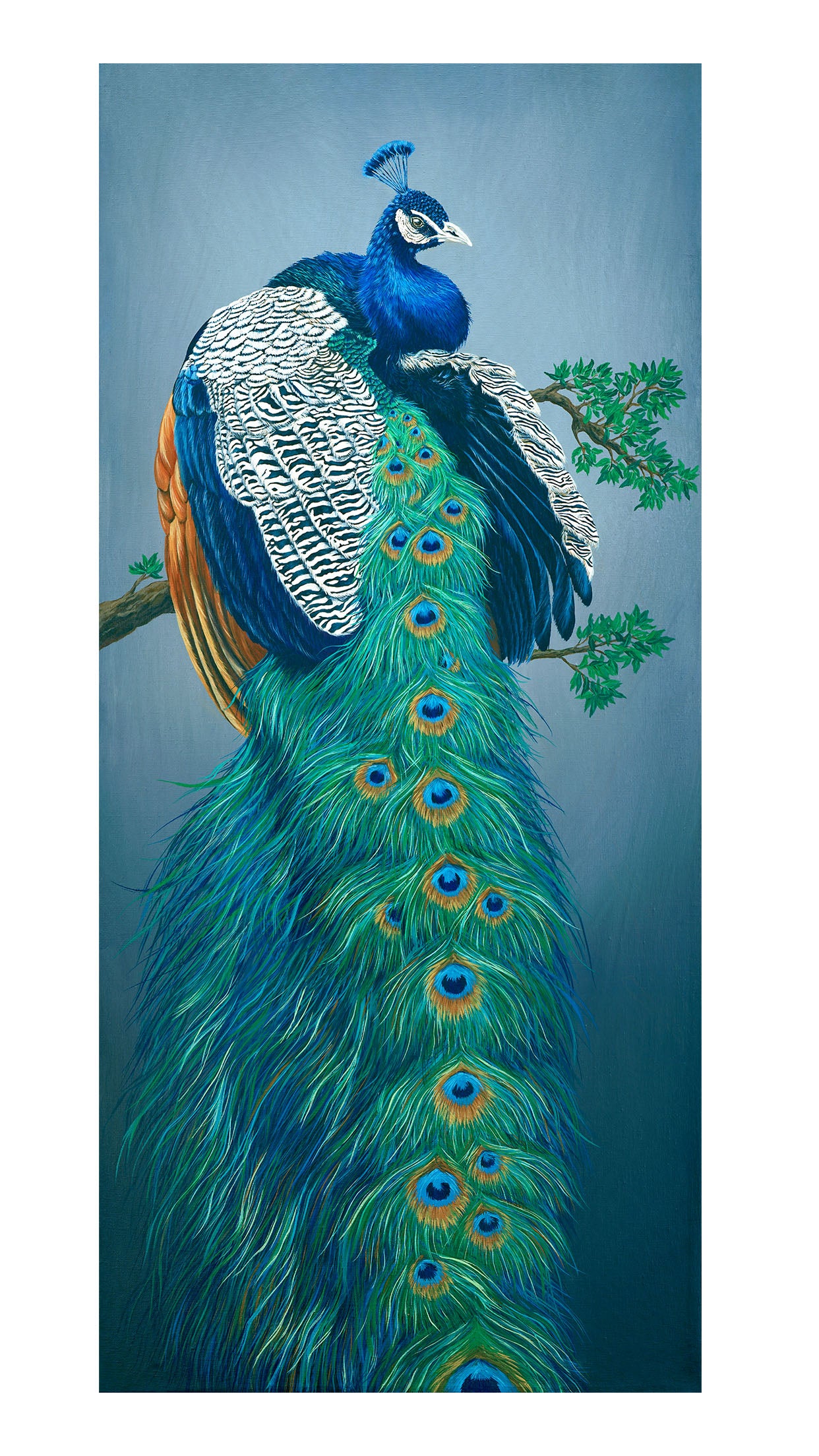 Peacock, Limited Edition Peacock Fine Art Print