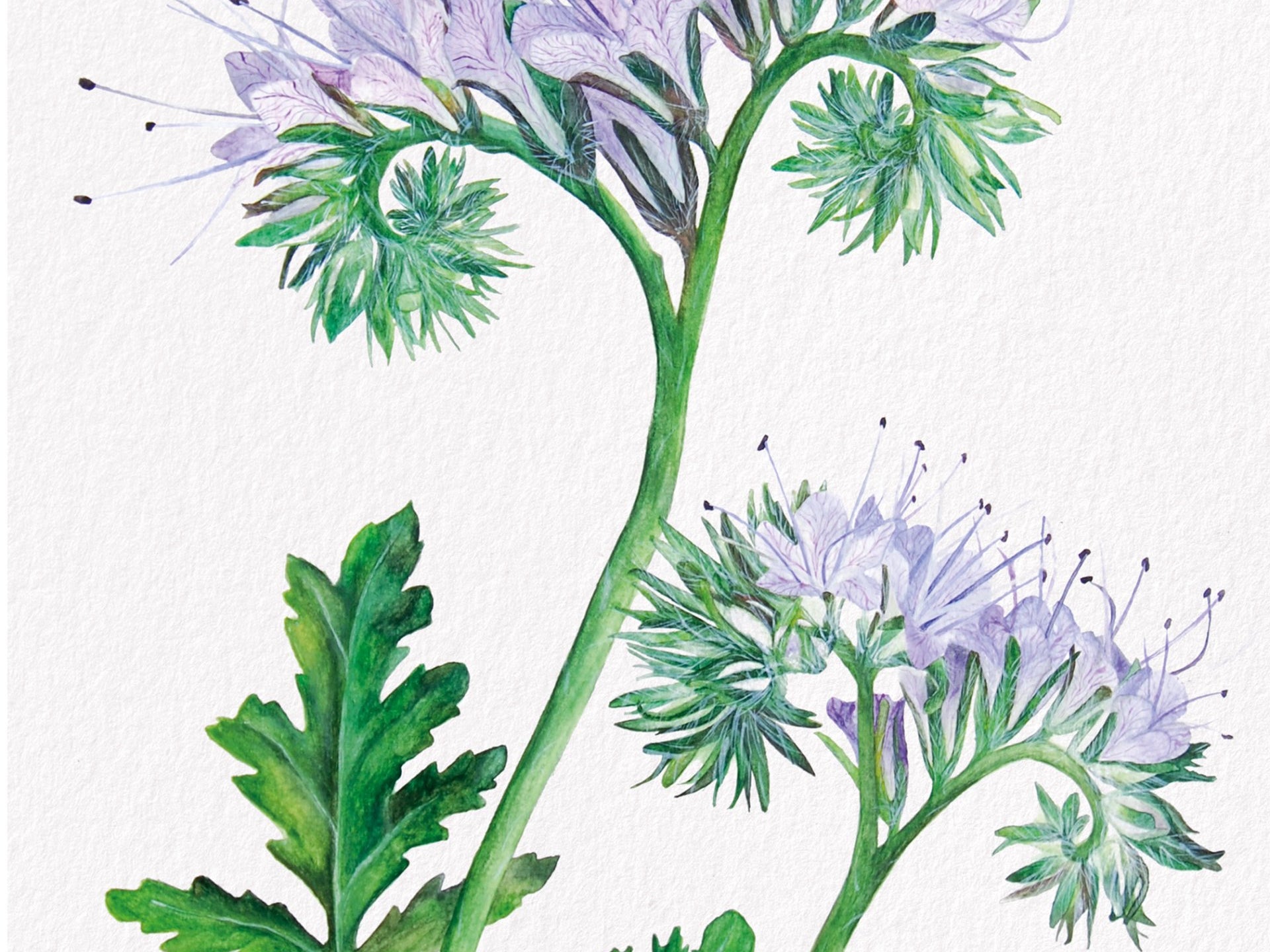 Phacelia, Fine Art Watercolour Print