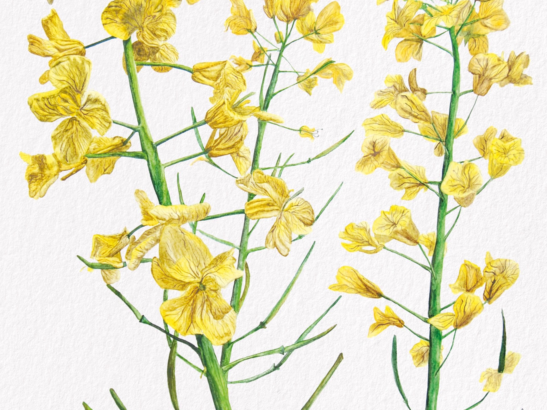Rapeseed, Fine Art Watercolour Print