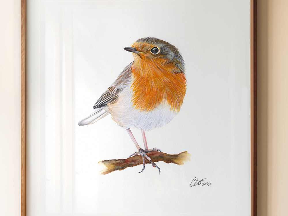 Robin Redbreast, Fine Art Watercolour Print