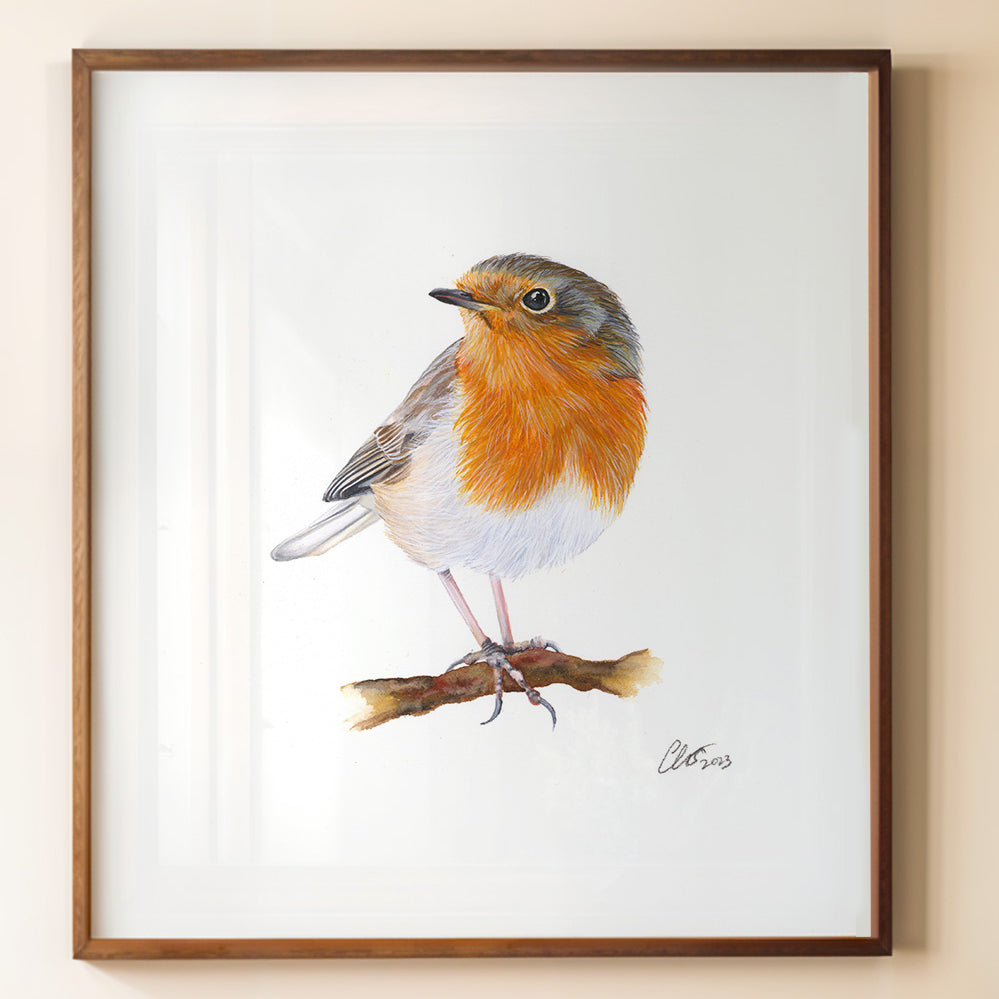 Robin Redbreast, Fine Art Watercolour Print