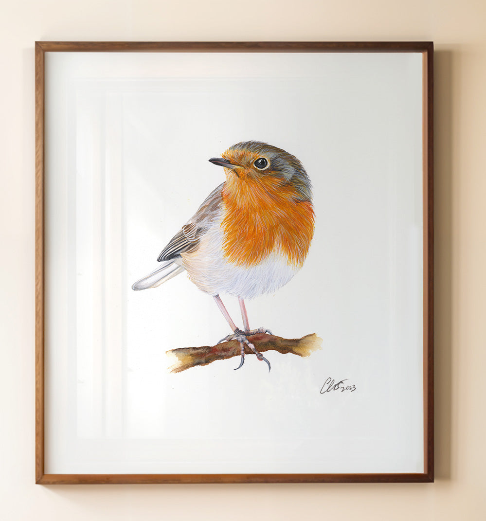 Robin Redbreast, Fine Art Watercolour Print
