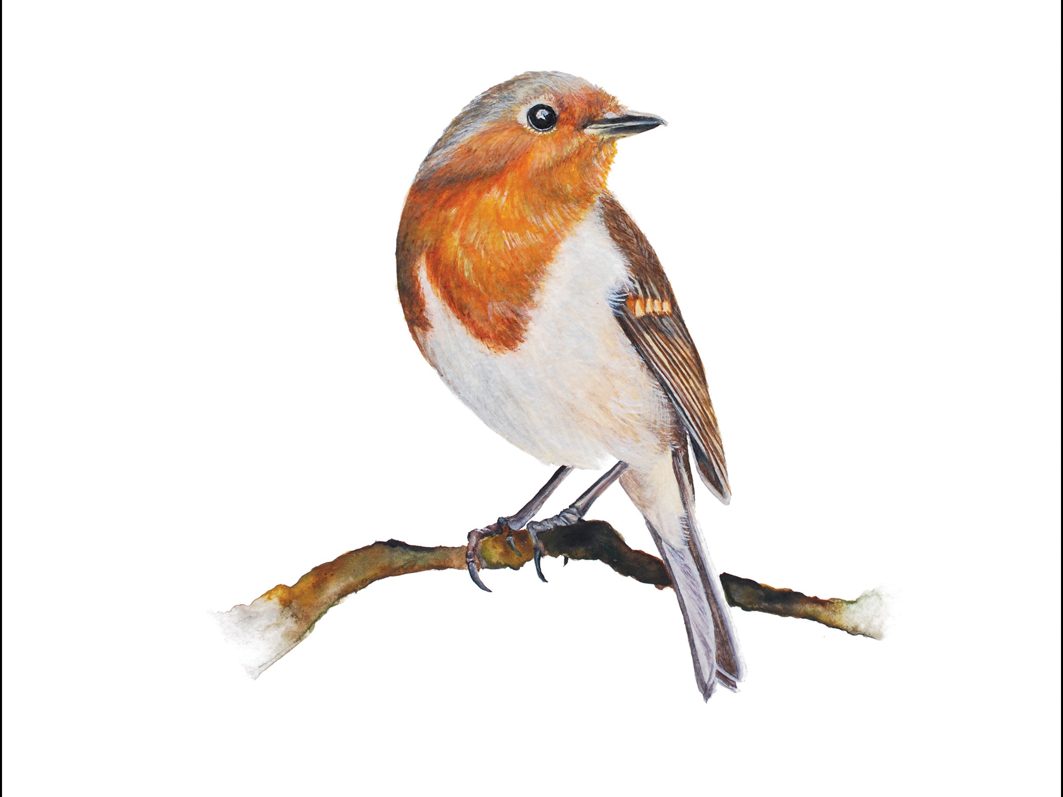 Little Robin, Fine Art Watercolour Print