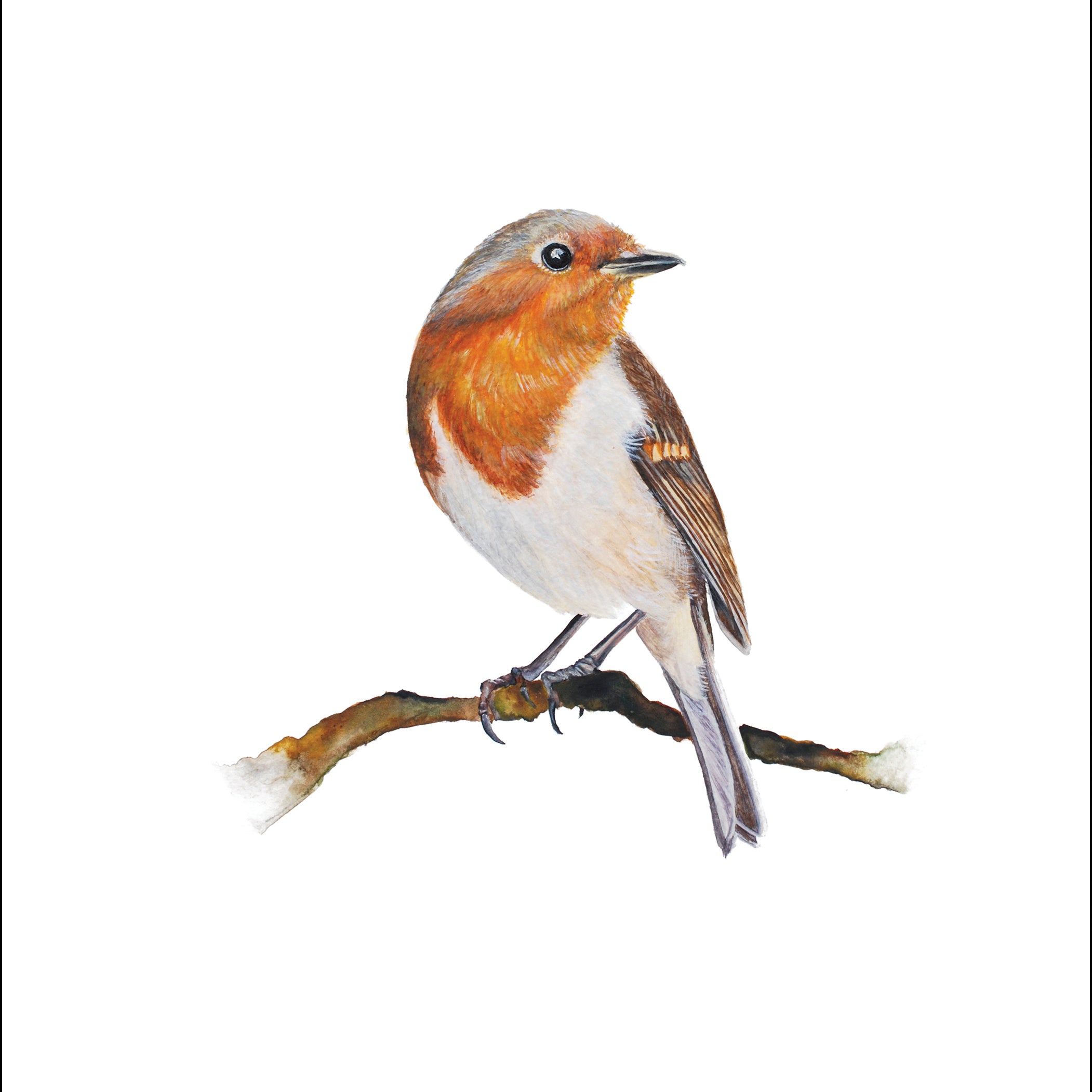 Little Robin, Fine Art Watercolour Print