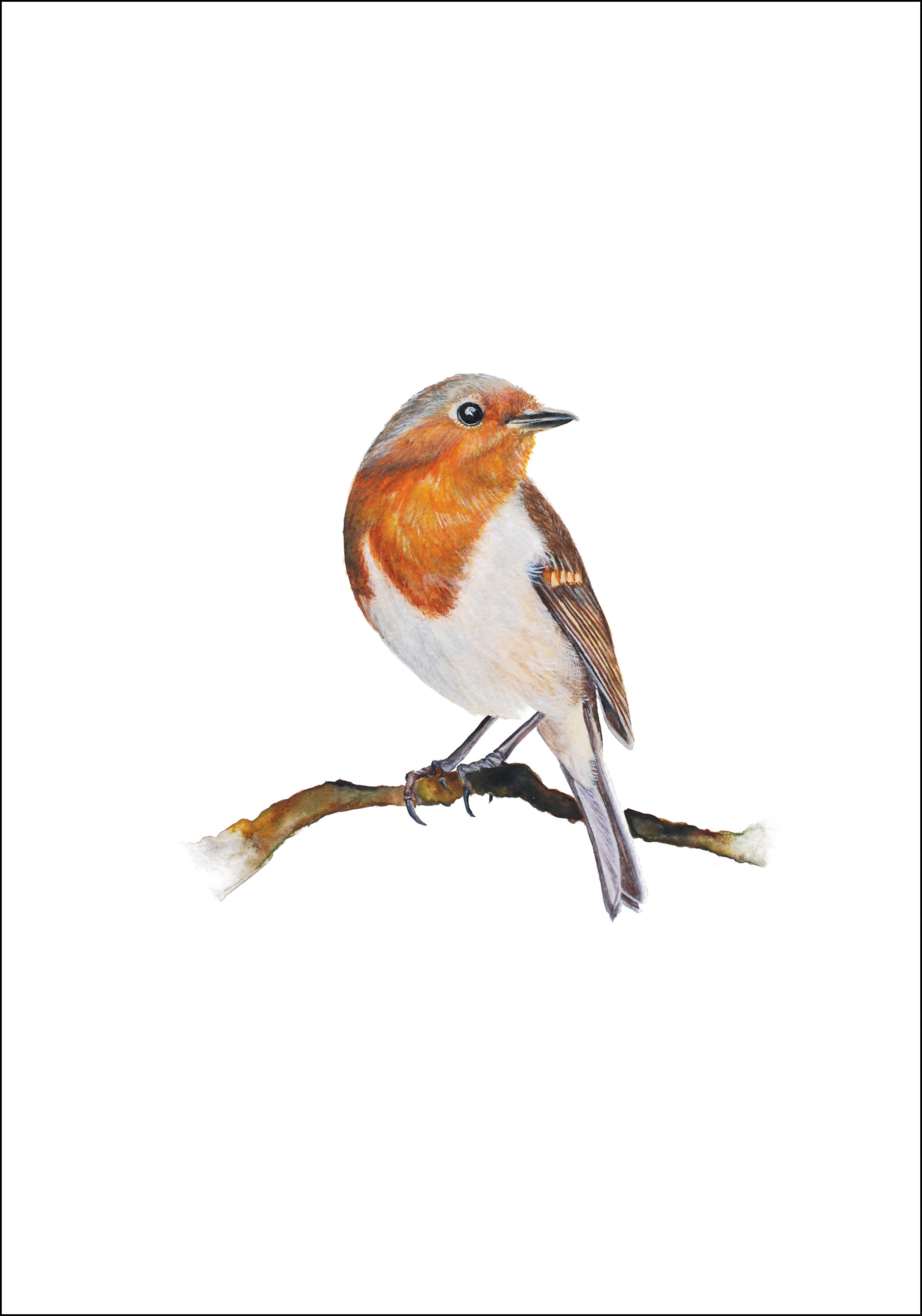 Little Robin, Fine Art Watercolour Print