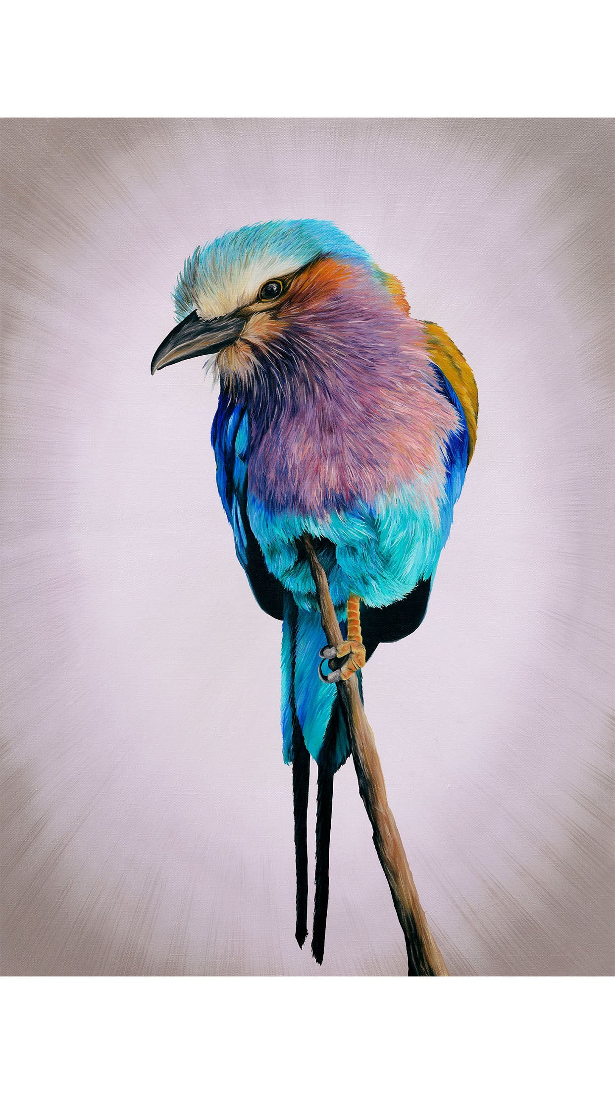 Lilac Breasted Roller, Limited Edition Fine Art Print