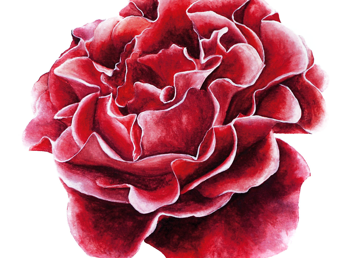 Little Rose, Fine Art Watercolour Print