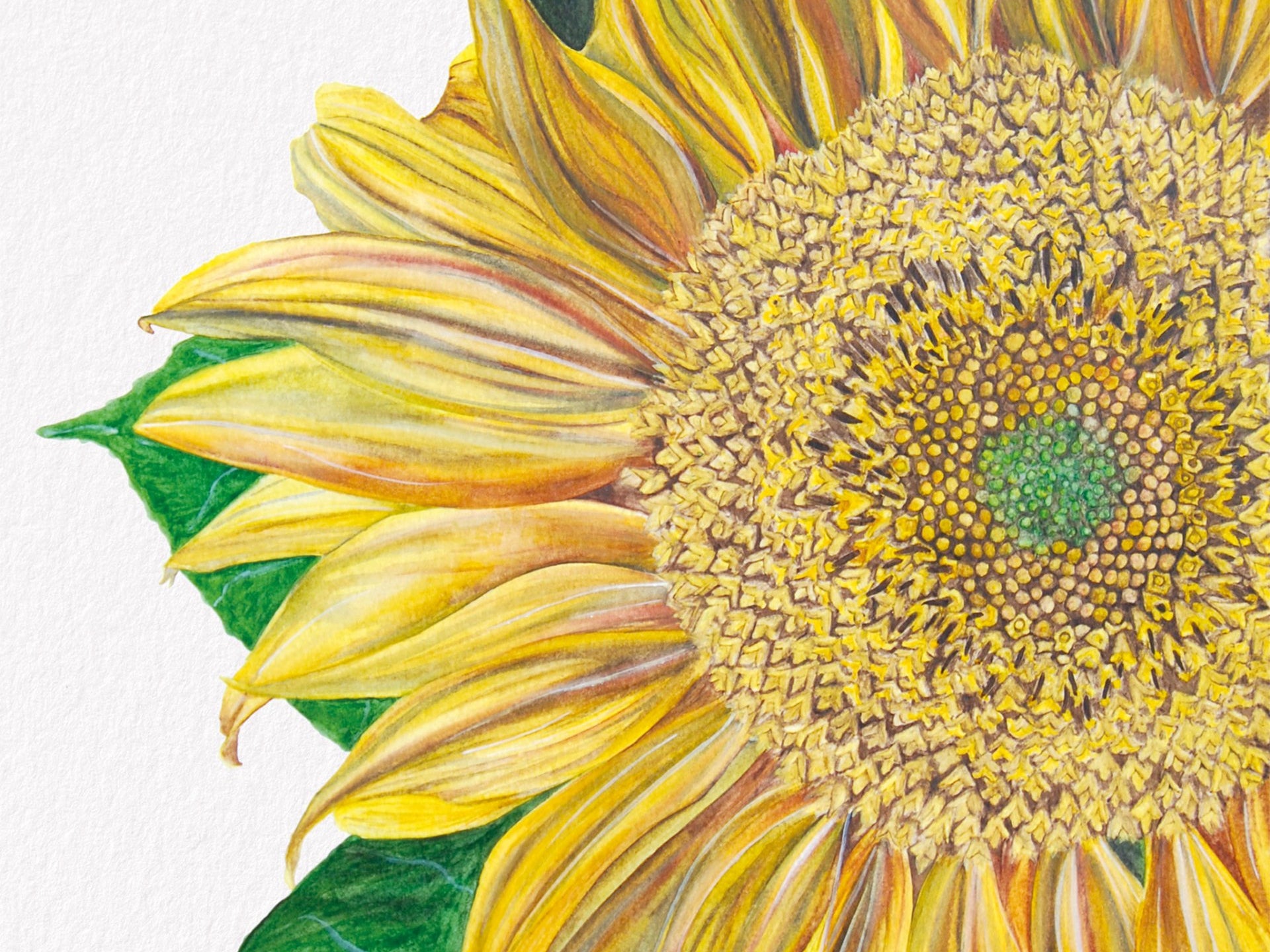 Sunflower, Fine Art Watercolour Print