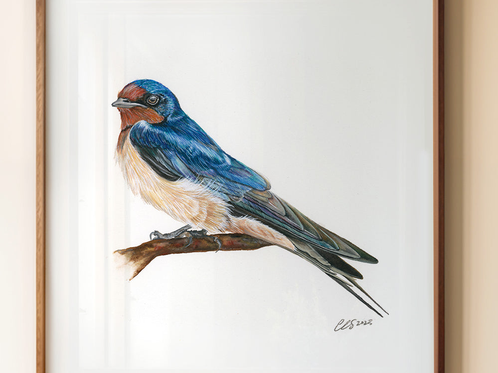 Barn Swallow, Fine Art Watercolour Print