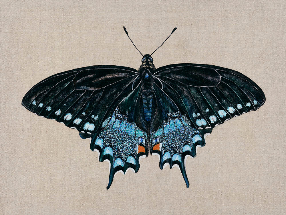 Spicebush Swallowtail Butterfly, Limited Edition Fine Art Print