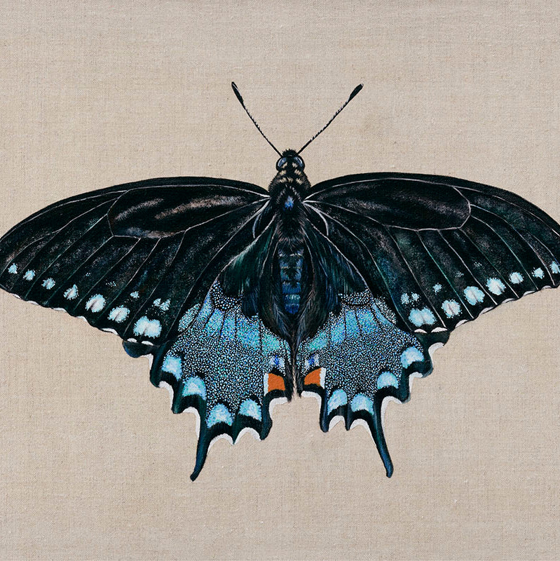 Spicebush Swallowtail Butterfly, Original Butterfly Painting