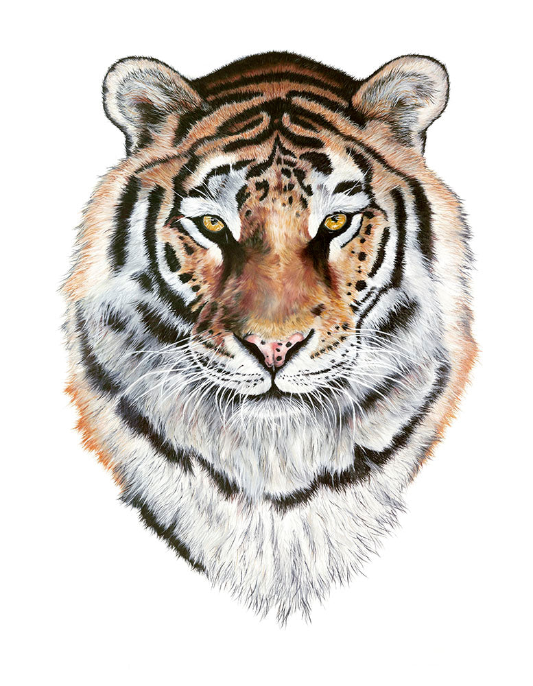 Tiger, Limited Edition Fine Art Print