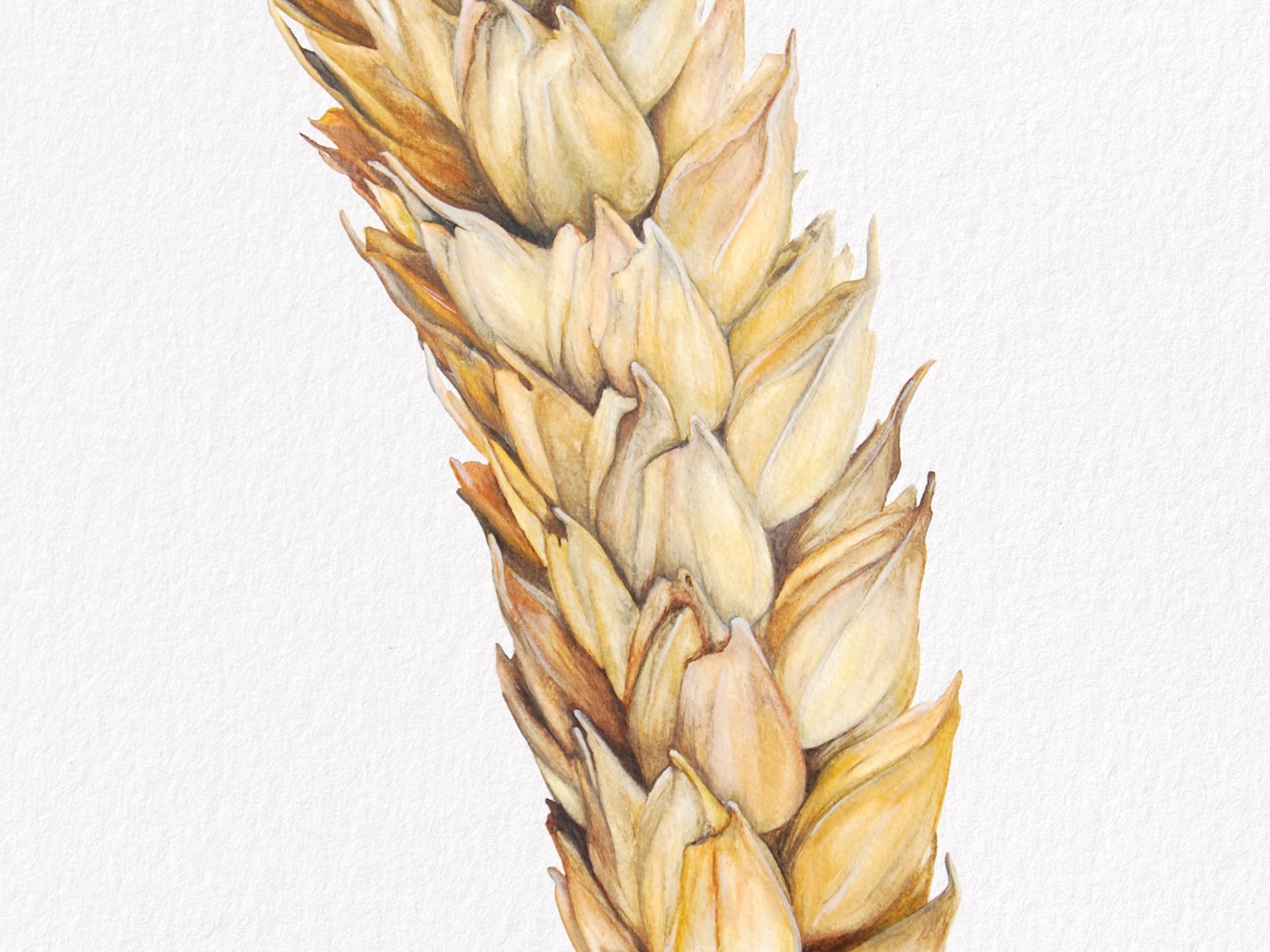 Wheat, Fine Art Watercolour Print