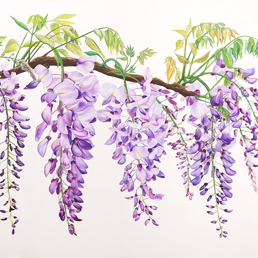Wisteria, Limited Edition Botanical Watercolour Print