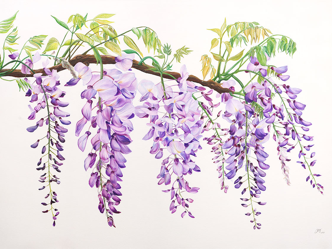 Wisteria, Original Watercolour Painting