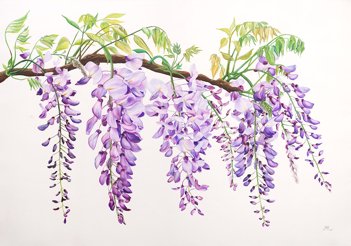 Wisteria, Original Watercolour Painting