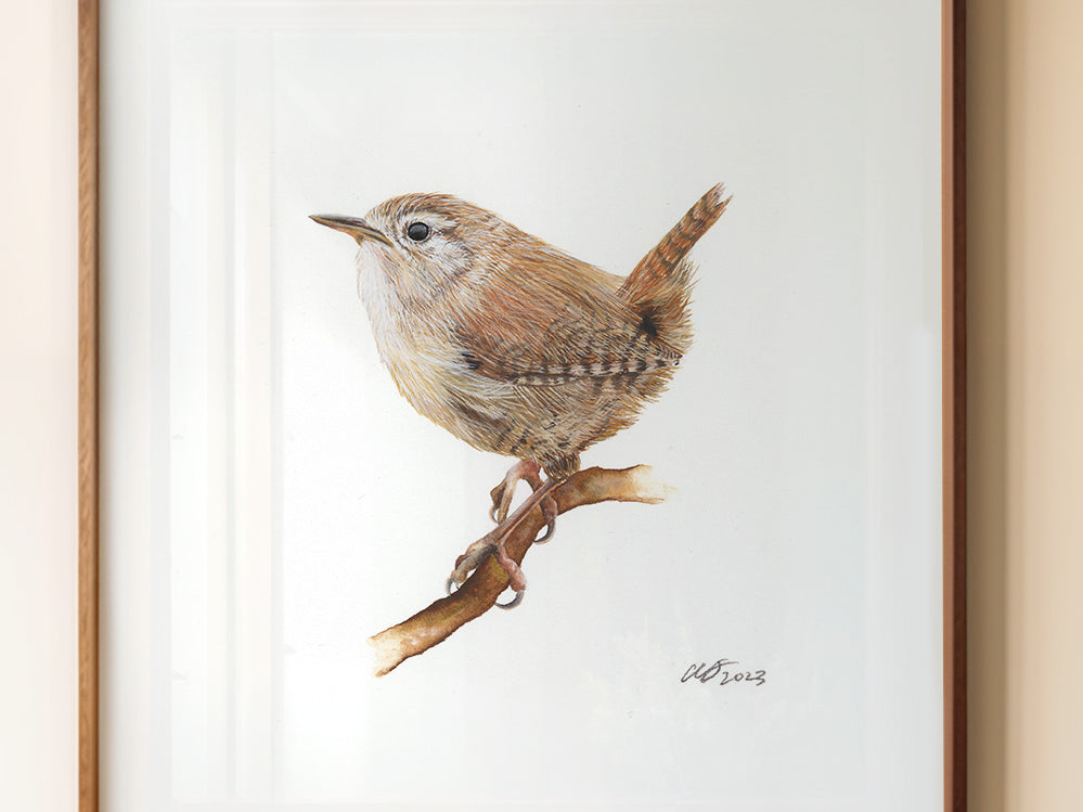 Jenny Wren, Fine Art Watercolour Print