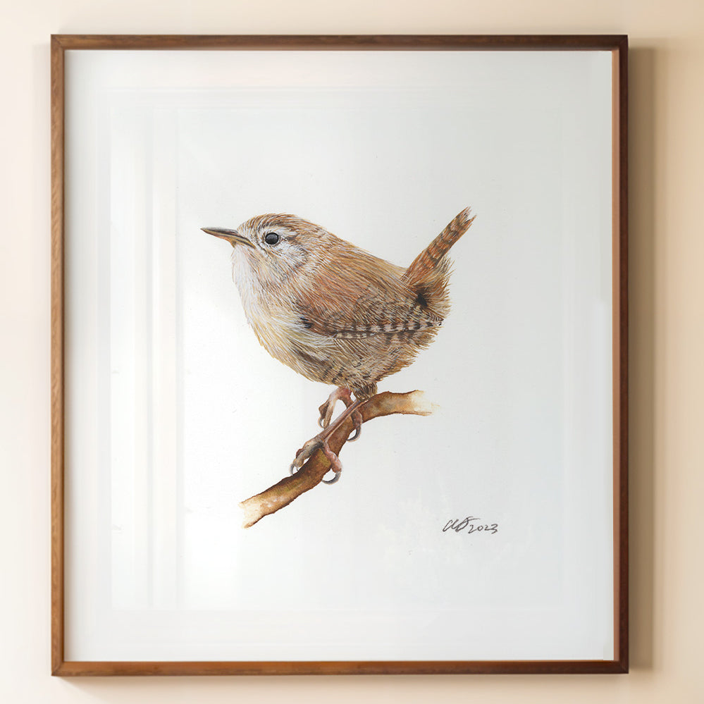 Jenny Wren, Fine Art Watercolour Print