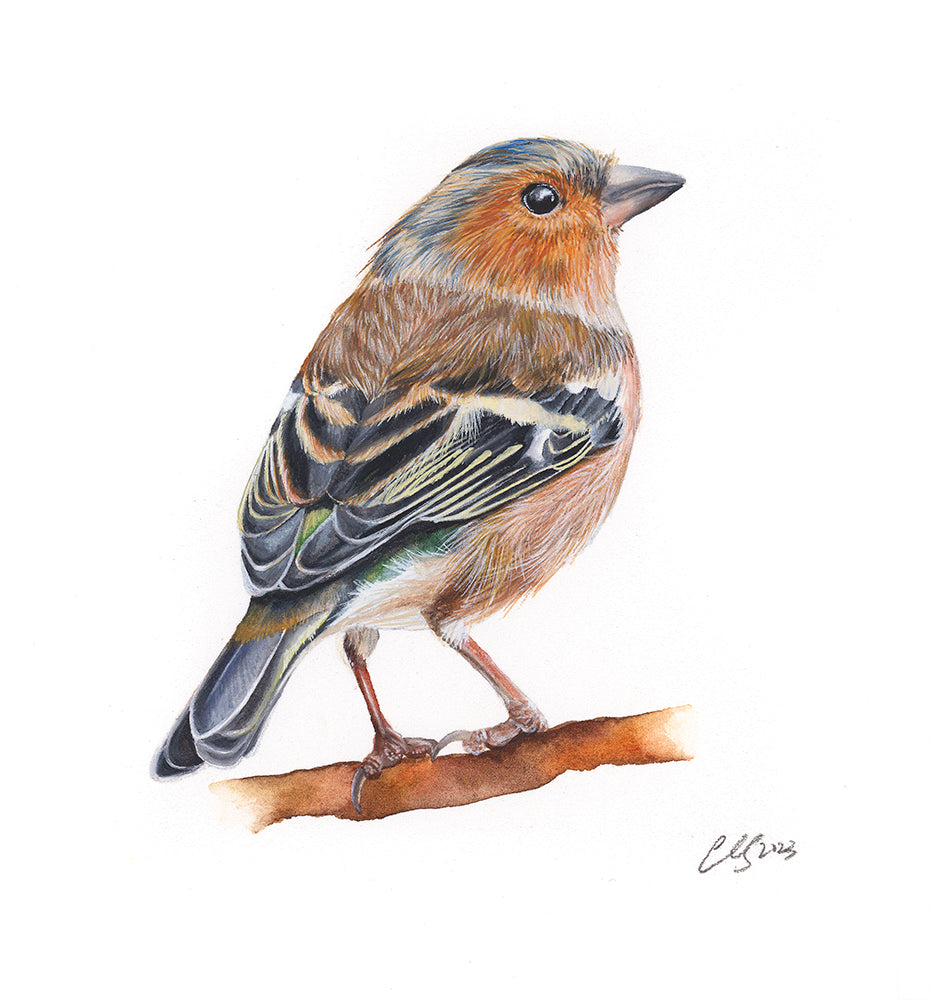 Chaffinch, Original Watercolour Painting